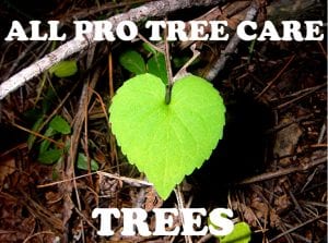 Professional-tree-service-Auburn-Federal-Way-Kent-Des-Moines-Burien-Normandy-Park-WA