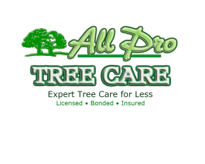 all pro tree care tree removal service