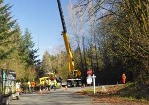 Tree Removal service -Removal of dead multi trunk maple on a hillside