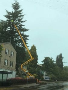 apartment complex tree maintenance service burien_renton_seatac_federal way_covington_edgewood wa
