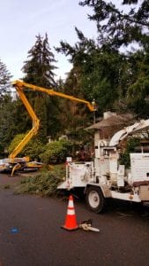 spider lift tree removal for emergency tree services auburn_seattle_kent_federal way_des moines wa