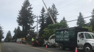 tree services company near Auburn, Federal Way, Kent, Burien, Des Moines WA, Seatac, Edgewood, Milton, Seattle