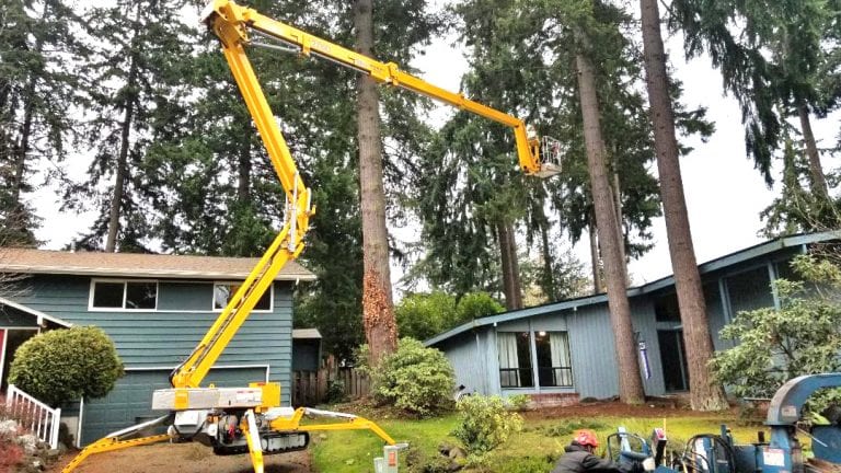 professional tree service company