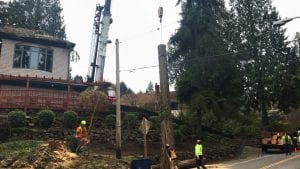 tree removal service auburn wa -