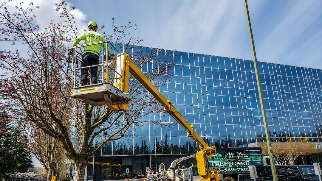 tree trimming and pruning service renton, kent, auburn wa tree trimming and pruning service renton, kent, auburn wa