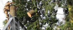 and tree removal company Auburn- Federal Way- Kent-Des Moines Wa