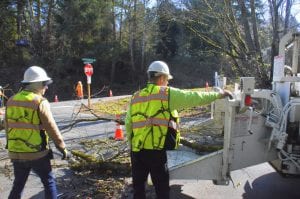 Tree Service_Tree Removal_Tree Trimming_Emergency Tree Service Federal Way WA