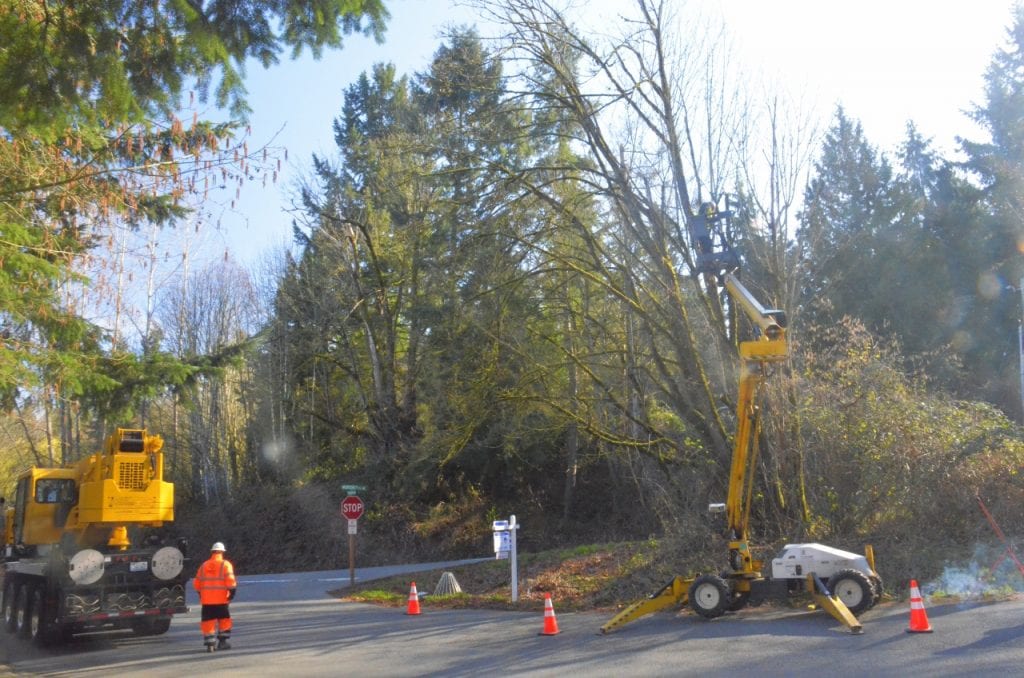 Tree Removal Trimming and Pruning Services in Auburn Federal Way Kent Renton and the surrounding