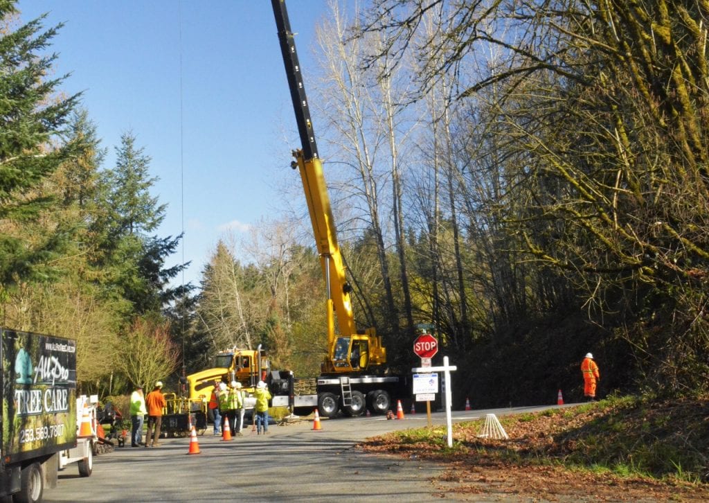 Tree Removal service Removal of dead multi trunk maple on