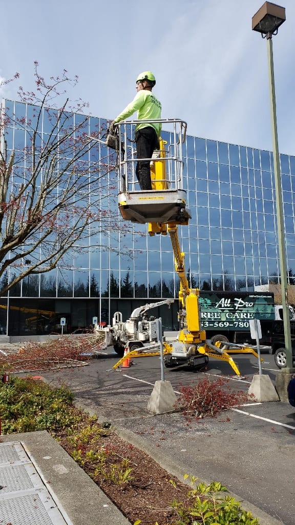 commercial tree services_tree removal_trimming renton