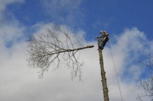 cutting trees auburn-federal way-kent wa
