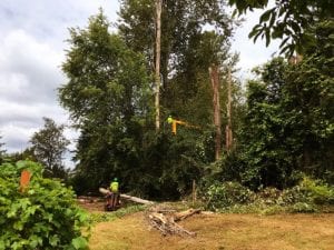 dead tree removal service kent_edgewood_federal way_milton_fife_seatac wa