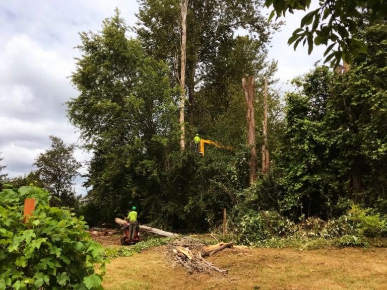 dead tree removal service kent_edgewood_federal way_milton_fife_seatac wa AwardWinning & Top