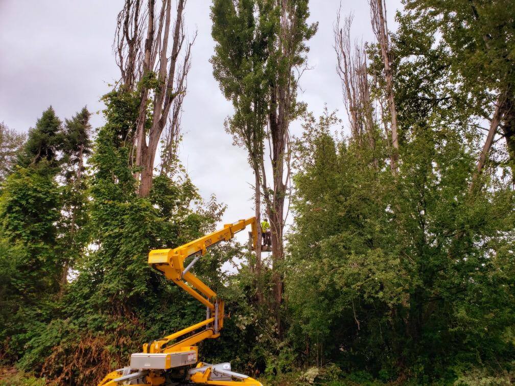 dead tree removal service milton_fife_edgewood_seatac