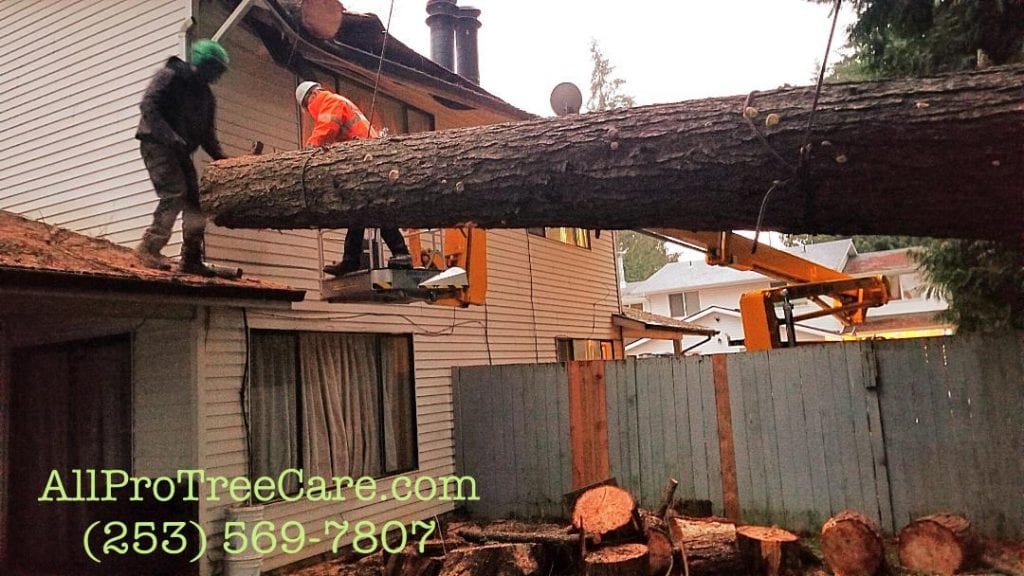 emergency tree removal service Federal Way_Kent_Auburn_Burien_Des