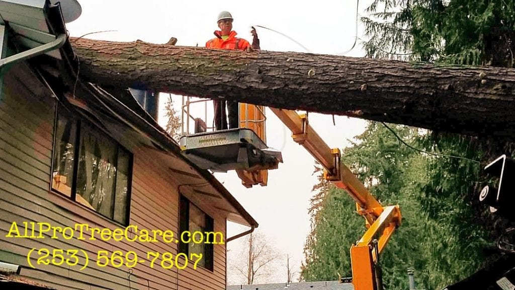 tree removal service Lake Tapps_Covington_Renton_Tukwila WA AwardWinning & Top Rated Tree