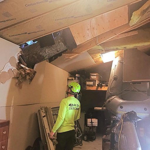 Emergency Tree Removal Service Kent-Auburn-Federal Way-Des Moines Wa Emergency Tree Removal Service Kent-Auburn-Federal Way-Des Moines Wa