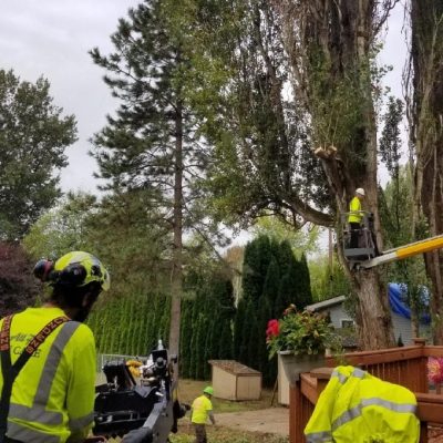 dangerous tree removal service