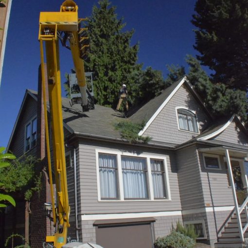 tree removal service after a windstorm in Seattle - Copy (848x1280)