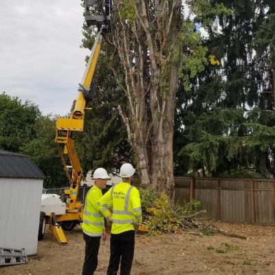 tree removal service federal way_kent_renton Wa