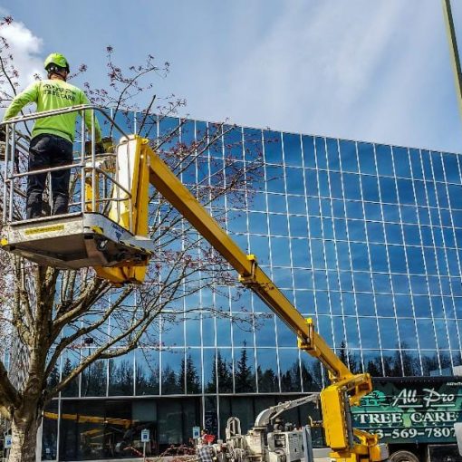 tree trimming and pruning service renton, kent, auburn wa